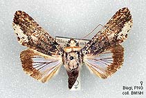 Papua Insects Foundation (Lepidoptera/Stictopterinae thumbnails)